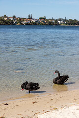 Black swans at Point Walter Reserve (Dyoondalup) on the Swan River, Perth, Western Australia, WA, Australia © Stephen