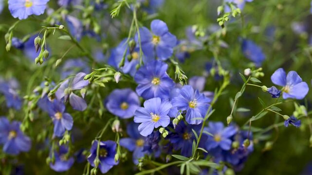 beautiful video of flax flowers