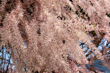 Selective focus of puffy pink flowers in the garden, Bush of blooming on the tree in spring, The...
