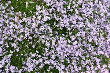 creeping thyme
