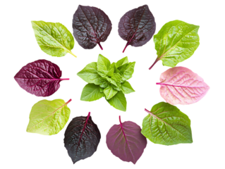 Shiso Leaves Vegetables in Natural Light