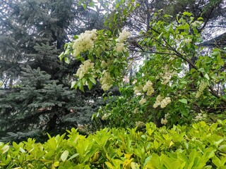 Spring bloom of white flowers on a bush with green leaves in the garden. Coniferous tree in the background. Japanese tree lilac, Syringa.
