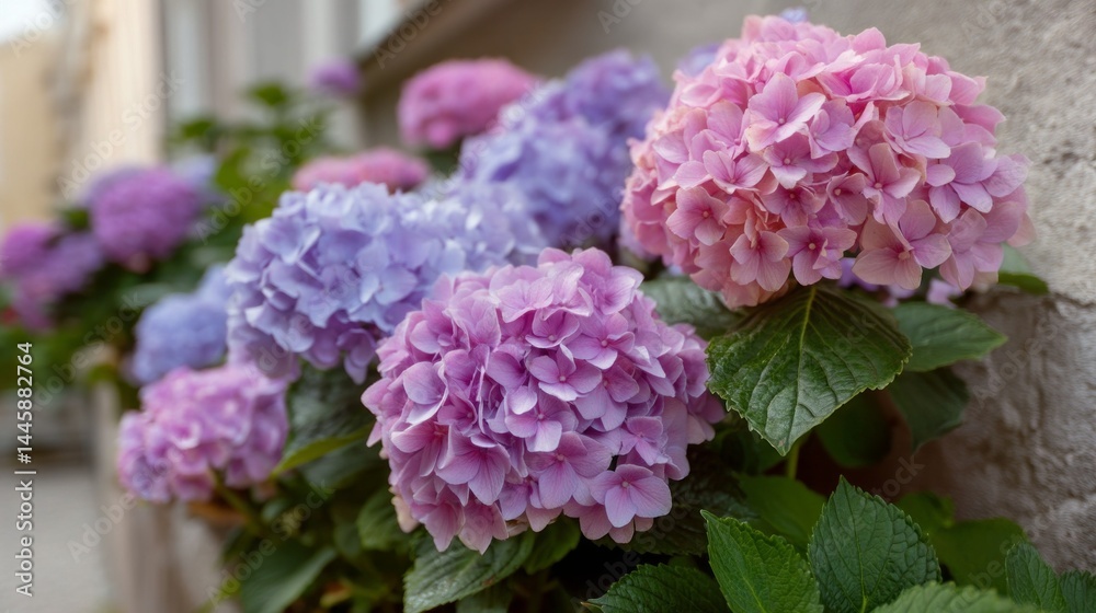 Aufkleber colorful hydrangea macrophylla blooms display an enchanting palette of pastel pinks and purples, thr