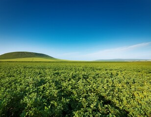 a vast field of lush green plants under a clear blue sky with a gentle hill in the distance
