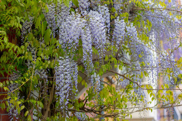 Selective focus of purple flowers Wisteria sinensis or Blue rain, Chinese wisteria is species of...