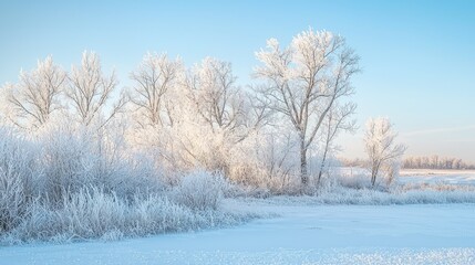 Frosty winter trees covered in a blanket of white ice.