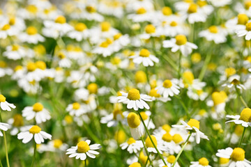 blooming chamomile flowers on a sunny day