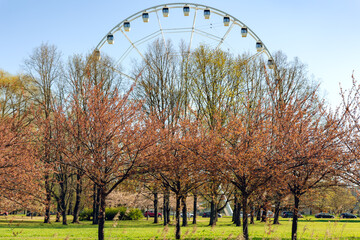 Sunny spring landscape with a cherry blossom on the shore in Victory Park, Riga, Latvia. Large Ferris wheel in the background.
