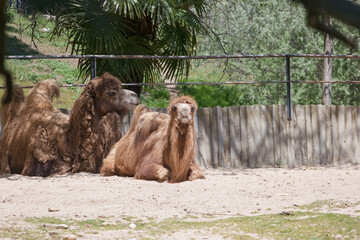 Two camels resting in the sun at a wildlife park on a warm afternoon in summer