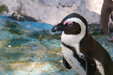 Penguin standing near water in a natural habitat setting during daytime at a zoo or wildlife sanctuary
