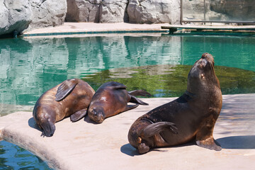 Fototapeta premium Three sea lions basking in the sun by a clear pool in a wildlife park during midday hours