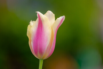 Selective focus of one single pastel pink flower in garden, Tulips from a genus of spring-blooming...