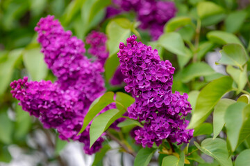Selective focus of branches of purple flowers in the garden, Common Lilac with green leaves, Syringa vulgaris is a mainstay of the spring landscape in northern and colder climates, Nature background. 