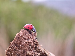 ladybird on a flower