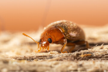 Coccinelle Rhyzobius litura marchant sur un bout de bois – photo macro naturaliste