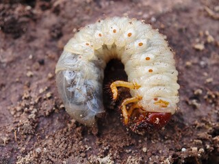caterpillar on the ground