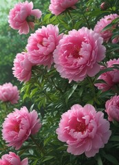 Luscious pink peonies, lush green foliage, vibrant bloom ,  close-up,  pastel
