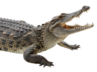Fototapeta premium Open-Mouthed Crocodile with Textured Scales Isolate on transparent background cutout, PNG file, Cutout file