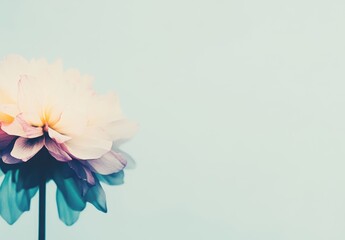 Obraz premium 淡い色合いの花が優しく咲いているシンプルな背景の光景
