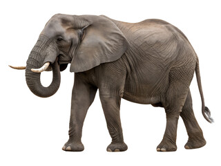 Fototapeta premium Elephant in Natural Pose Isolate on transparent background cutout, PNG file, Cutout file