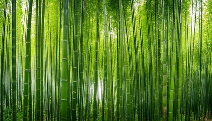 Obraz premium green bamboo as panorama background arashiyama kyoto japan