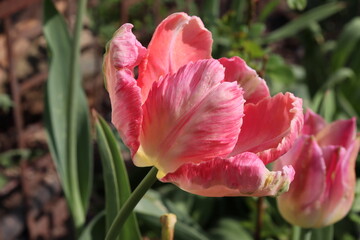 Pink parrot tulips on green background. Close-up of spring flowers. Bright tulips bloom in the garden. Landscape of tulip plants. Spring blooming background.
Flower background with spring flowers
