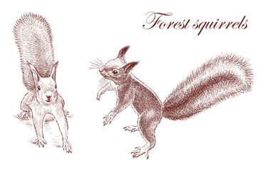 Sketches of two fluffy cute red forest squirrels, realistic hand drawing, vector illustration isolated on white