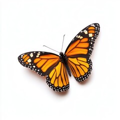 Fototapeta premium Majestic Monarch Butterfly with Vibrant Orange Wings and Striking Pattern Elegant and Delicate Insect Perched on a Leaf or Flower Close Up Nature Photography for Image Purposes