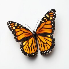 Fototapeta premium Majestic Monarch Butterfly with Vibrant Orange and Black Wings Resting on a Leaf The Monarch is an iconic butterfly known for its remarkable patterns and fragile yet elegant appearance