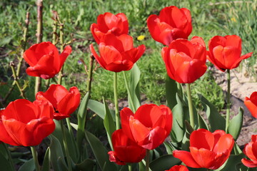 Obraz premium Red tulips on green background. Close-up of spring flowers. Bright tulips bloom in the garden. Landscape of tulip flower plants. Spring blooming background. Floral background with spring flowers 
