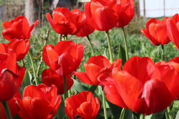 Fototapeta premium Red tulips on green background. Close-up of spring flowers. Bright tulips bloom in the garden. Landscape of tulip flower plants. Spring blooming background. Floral background with spring flowers 