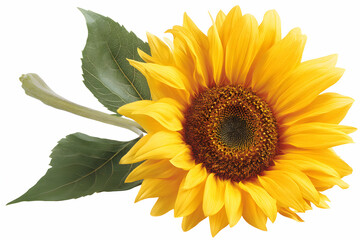 Obraz premium Bright sunflower with yellow petals, a green stem, and leaves isolated on white