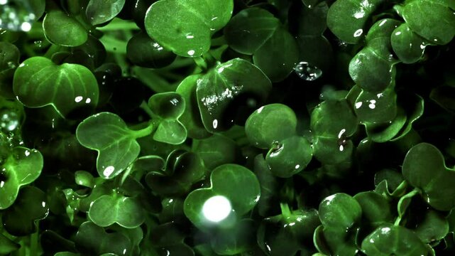 Raindrops fall on daikon microgreens. Filmed on a high-speed camera at 1000 fps. High quality FullHD footage