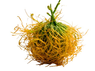 Fototapeta premium Spherical growth green stems emerge from a mass of yellow roots, isolated against a transparent background