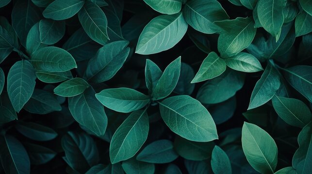 Fototapeta Green textured plant leaf close-up with natural pattern, perfect for eco and botanical background themes.