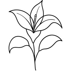 Lily Plant Line Drawing – Full Stem and Leaf Structure