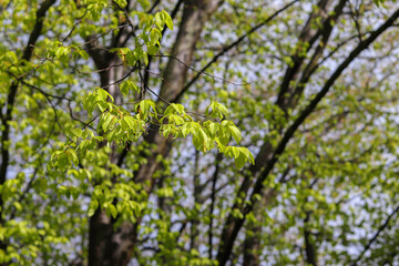 Tree branches with green young juicy foliage against the sky on a clear day. Picture of spring nature. Spring mood