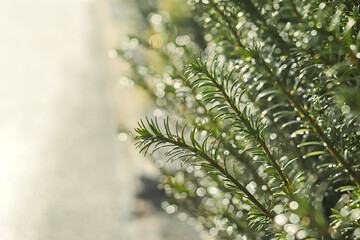 Natural summer background with plant in raindrops shining in sunlight.