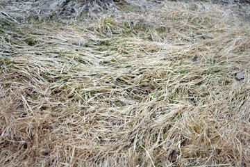 dry withered grass