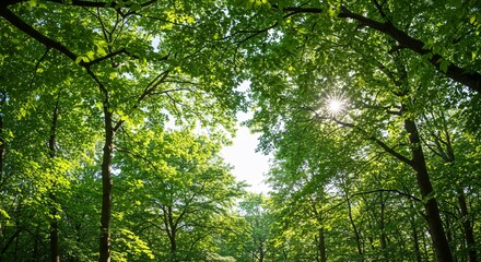 Obraz premium Sunlight Dappled Through Lush Green Canopy A Serene Forest Scene