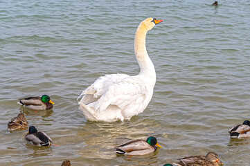 Beautiful swans and ducks swimming in the sea