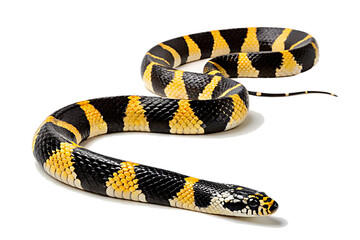 Naklejka premium A venomous black and white rattlesnake, a dangerous desert reptile, shows its forked tongue in a close-up