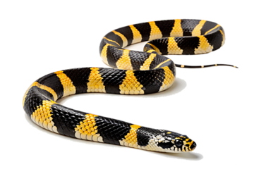 A venomous black and white rattlesnake, a dangerous desert reptile, shows its forked tongue in a close-up