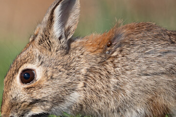 Engorged ticks attached to an Eastern Cottontail Rabbit  

