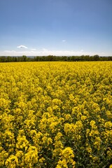 Obraz premium Vast Blooming Canola Field Under Clear Blue Sky on a Sunny Spring Day with Forest Line and Distant Hills