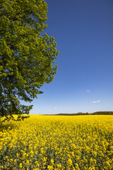 Golden Rapeseed Field Stretching Toward the Horizon Under a Deep Blue Sky with a Lush Green Tree Framing the Edge of Spring Landscape