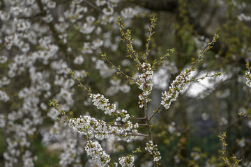 White flowers in the crown of a cherry tree.
