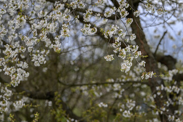 White flowers in the crown of a cherry tree.
