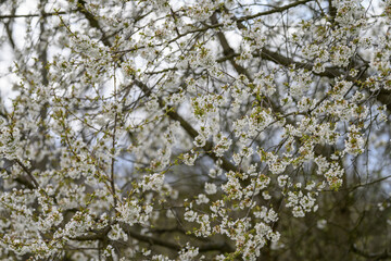 White flowers in the crown of a cherry tree.
