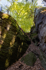 Shaded Moss-Covered Rock Passage in Saxon Switzerland National Park with Golden Tree Canopy Illuminated by Afternoon Sunlight